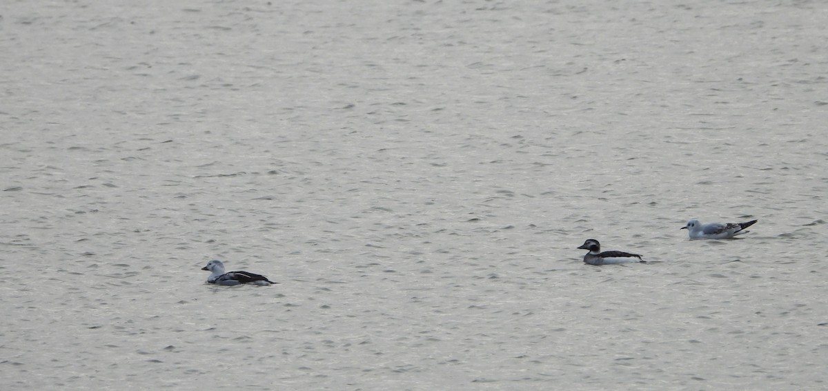 Long-tailed Duck - ML626627781