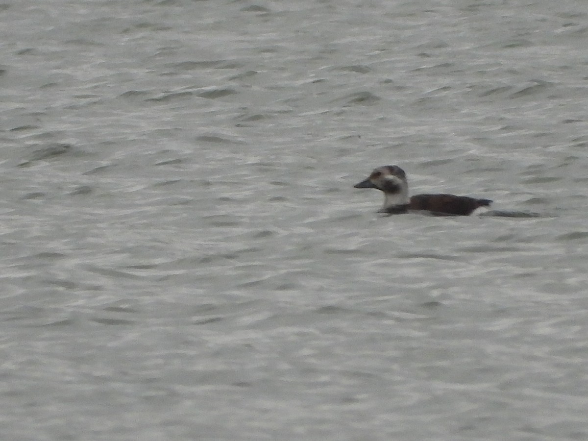 Long-tailed Duck - ML626627782