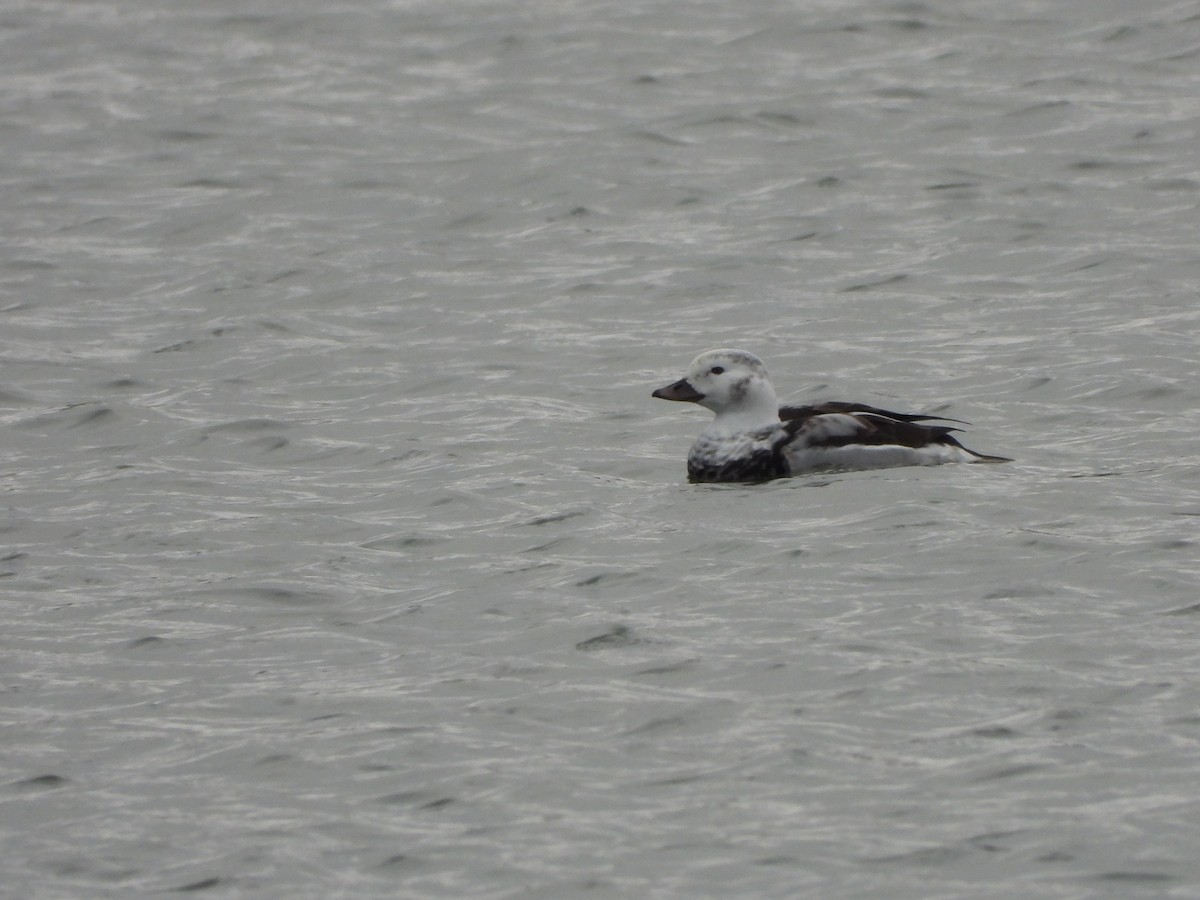 Long-tailed Duck - ML626627783