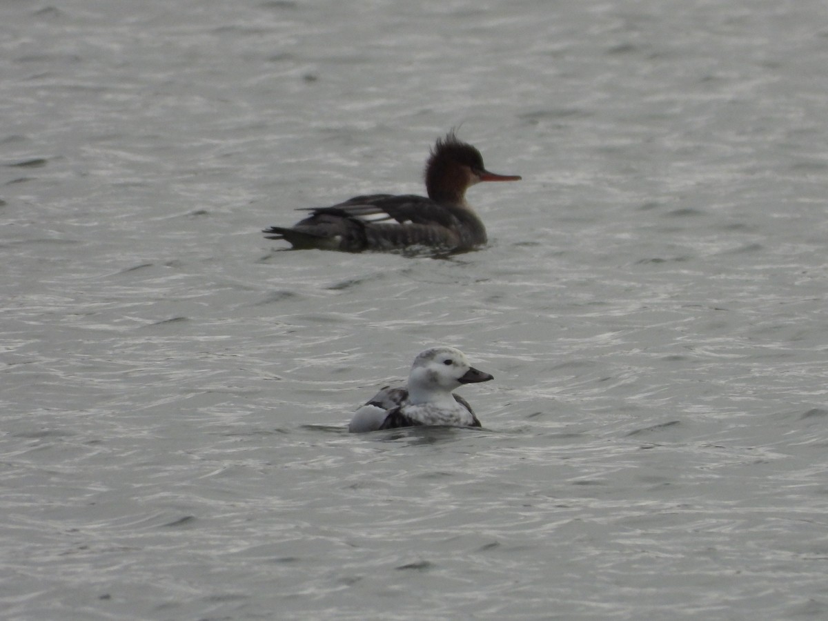 Long-tailed Duck - ML626627784