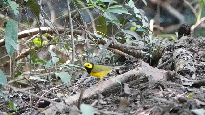 Hooded Warbler - ML626627927