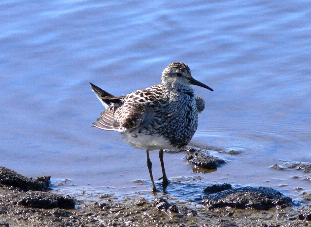 Pectoral Sandpiper - ML626627986