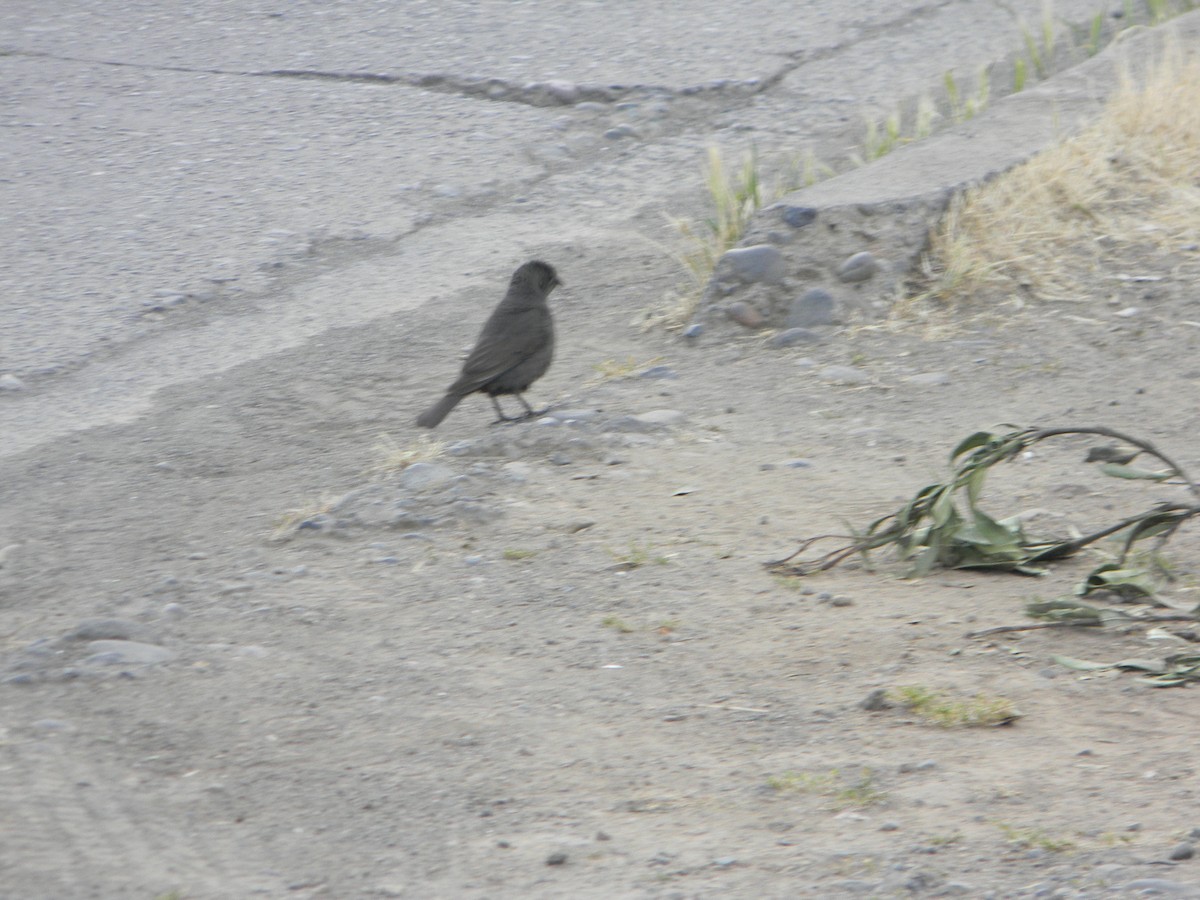 Shiny Cowbird - ML626627993