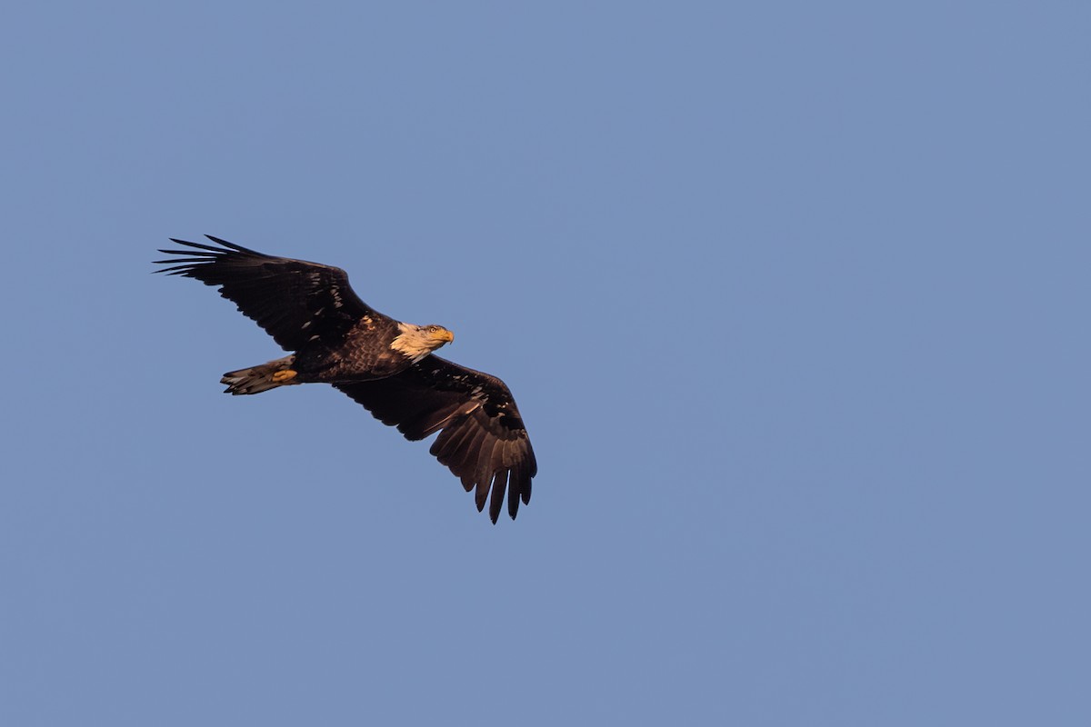 Bald Eagle - ML626627997