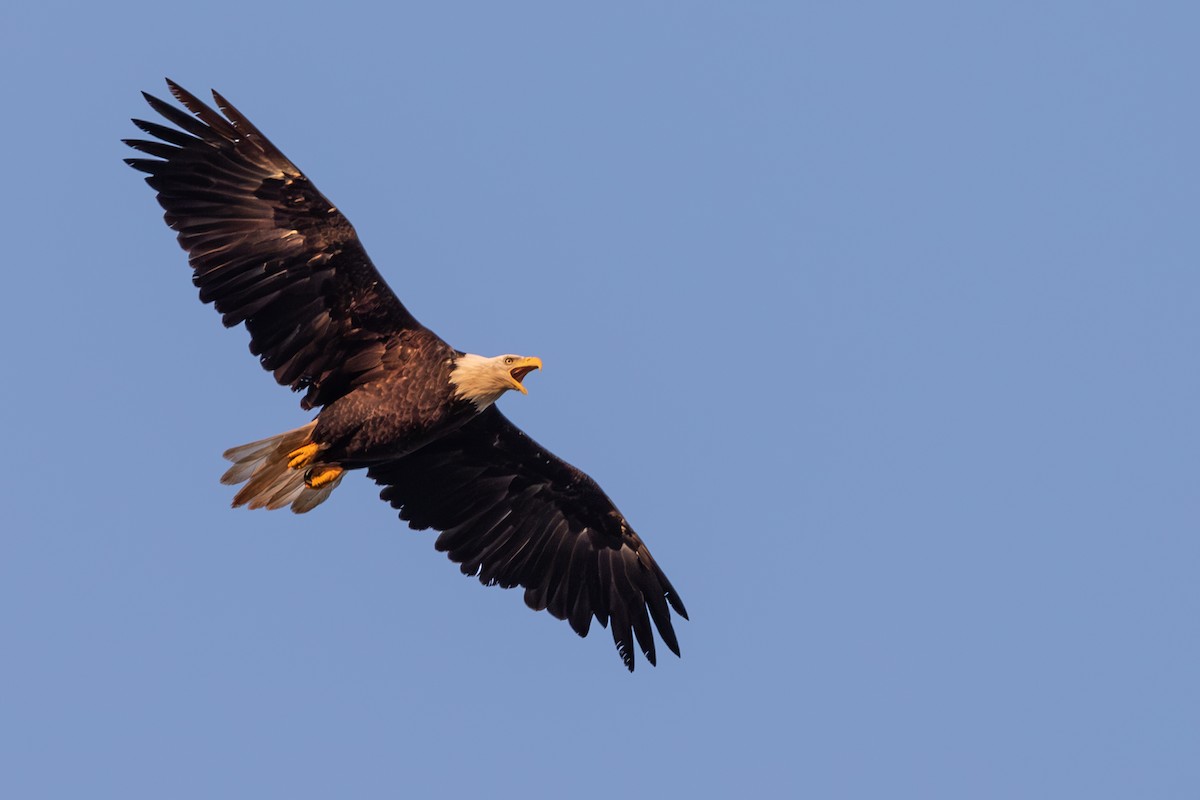 Bald Eagle - ML626627998