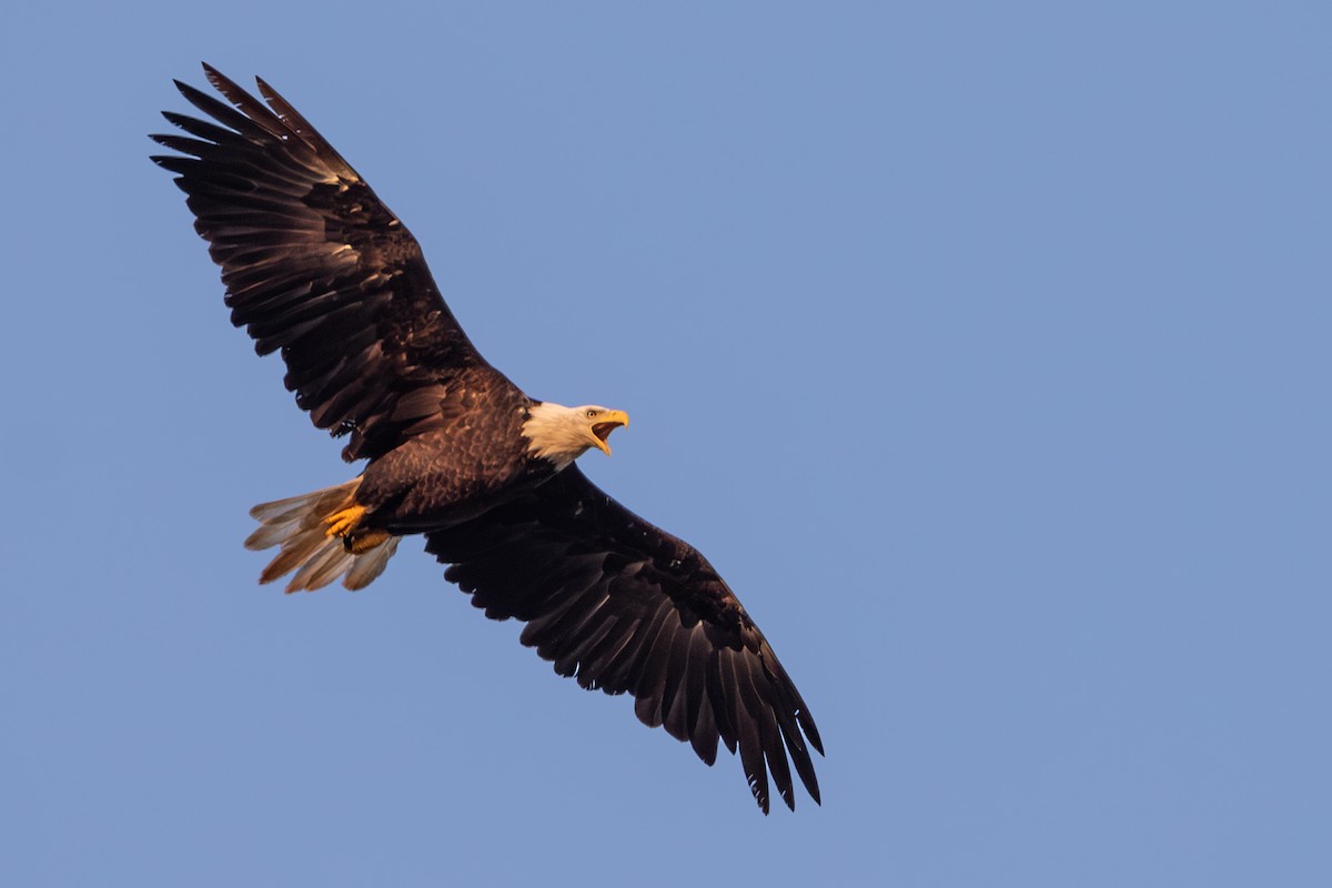 Bald Eagle - ML626627999