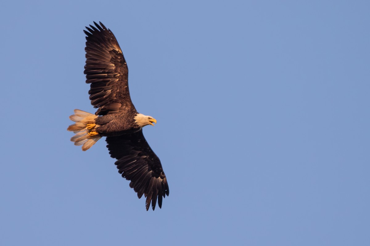 Bald Eagle - ML626628000