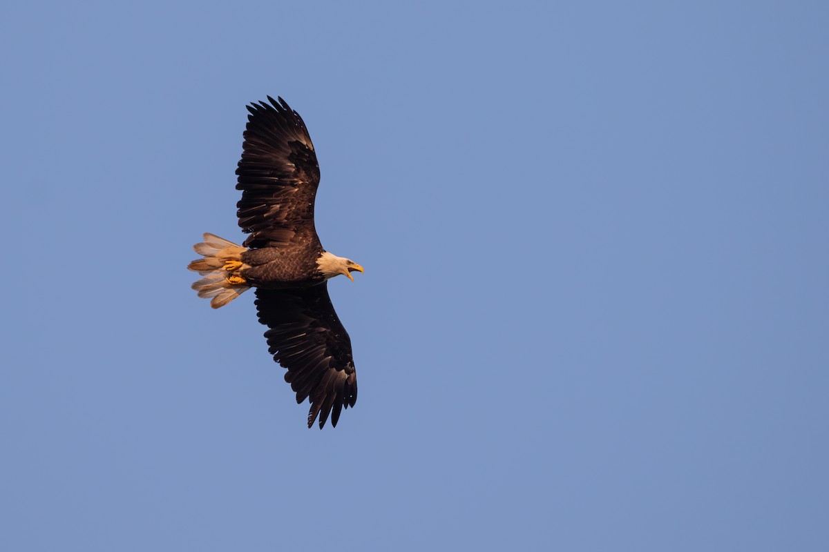 Bald Eagle - ML626628001