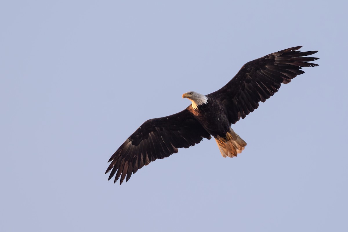 Bald Eagle - ML626628003