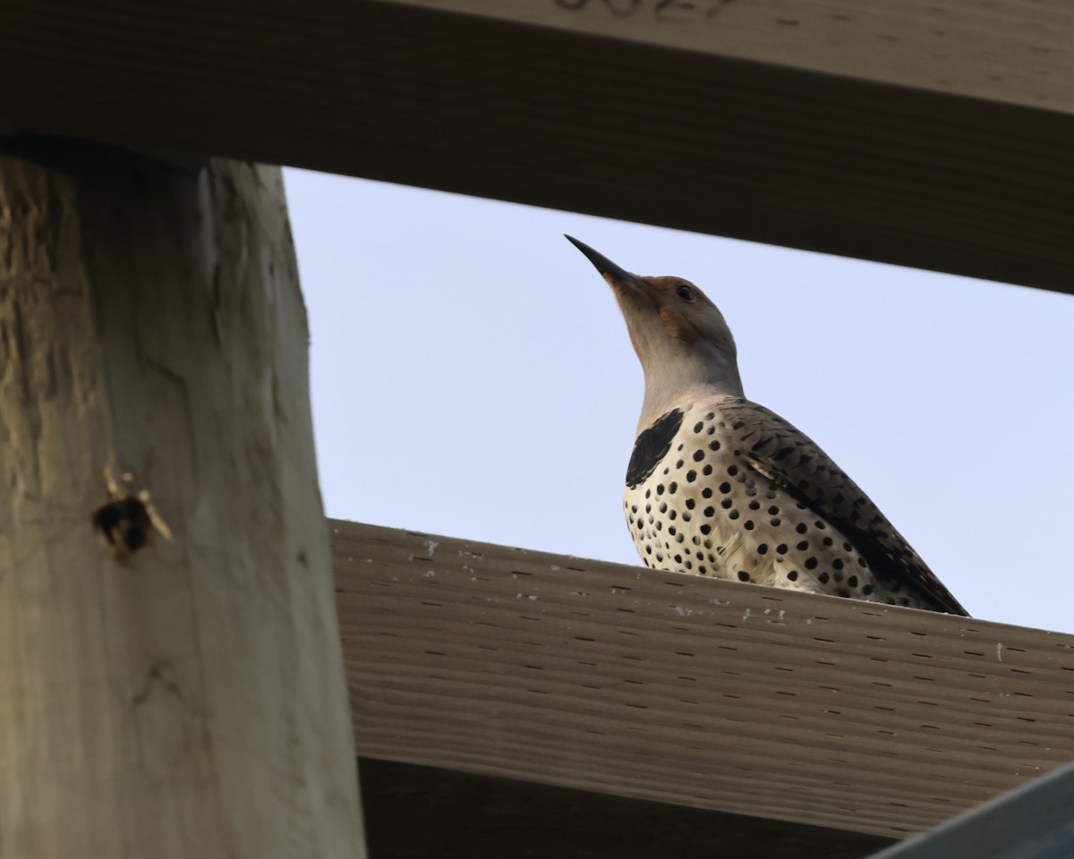 Northern Flicker - ML626628004