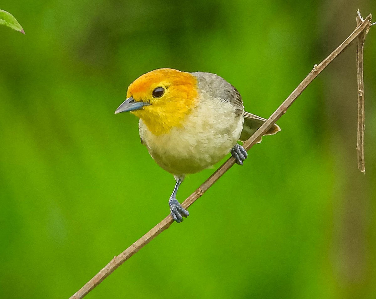 Orange-headed Tanager - ML626628005