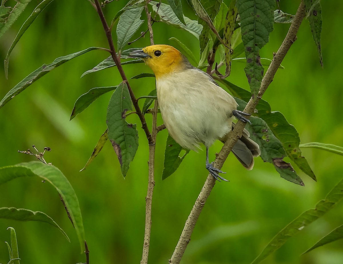 Orange-headed Tanager - ML626628006