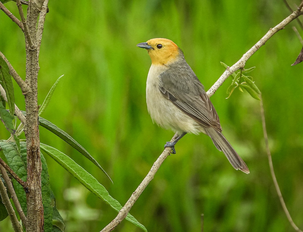 Orange-headed Tanager - ML626628007