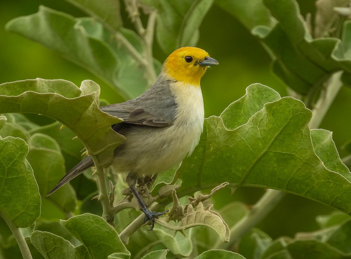 Orange-headed Tanager - ML626628008