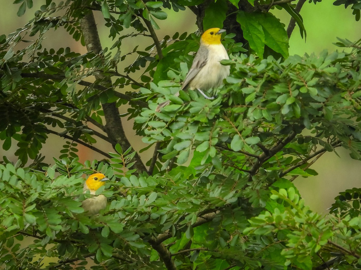 Orange-headed Tanager - ML626628009