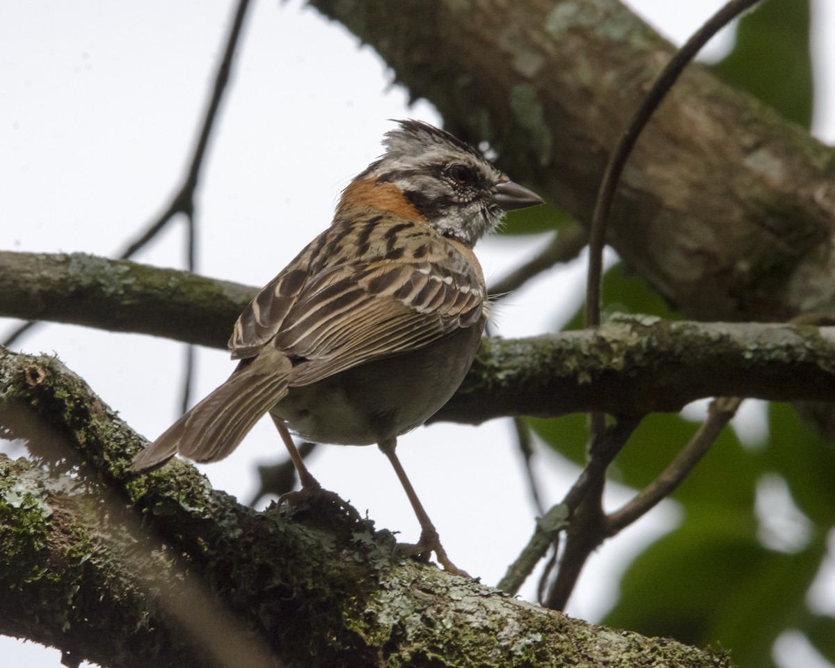 Rufous-collared Sparrow - ML626628010