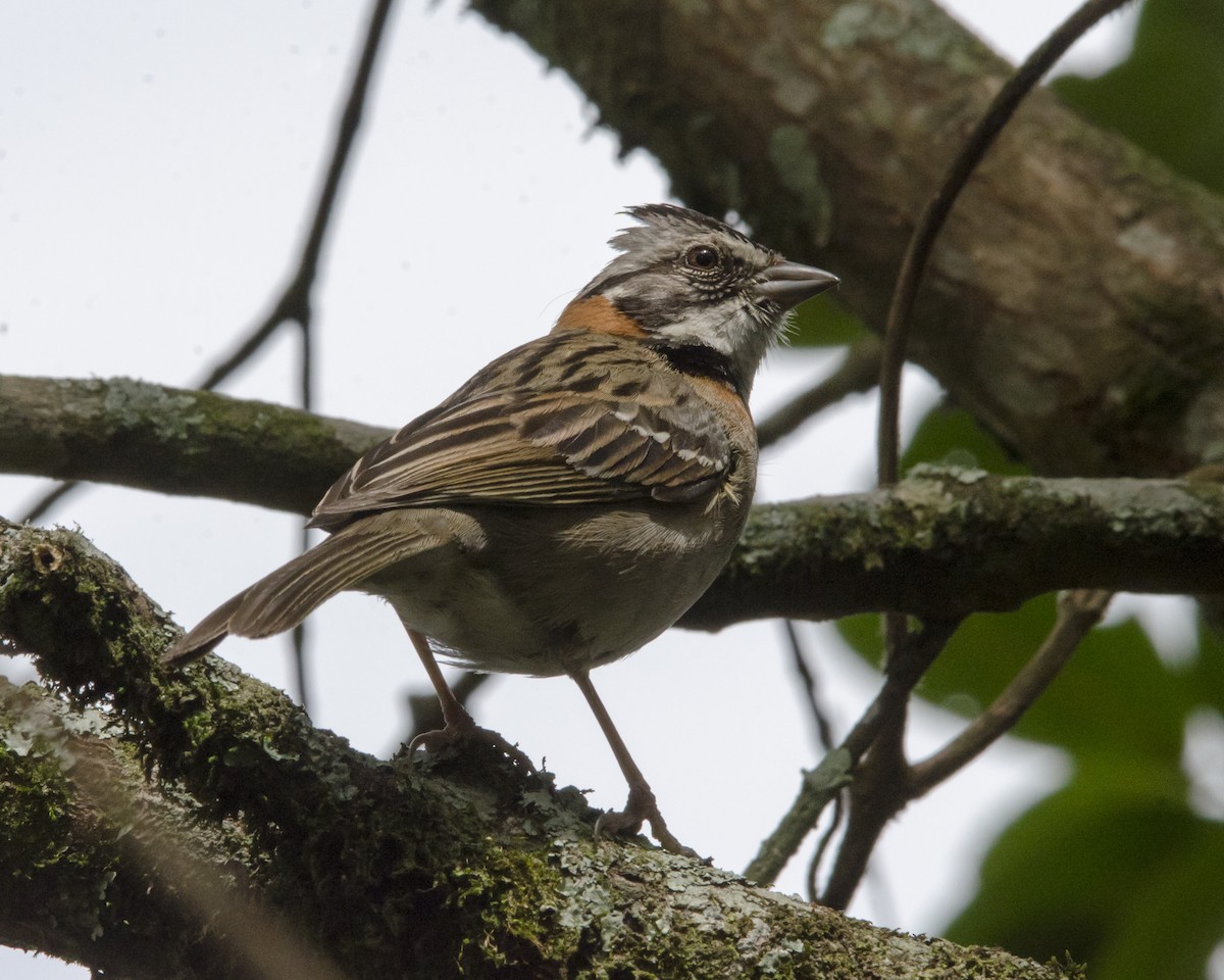 Rufous-collared Sparrow - ML626628011