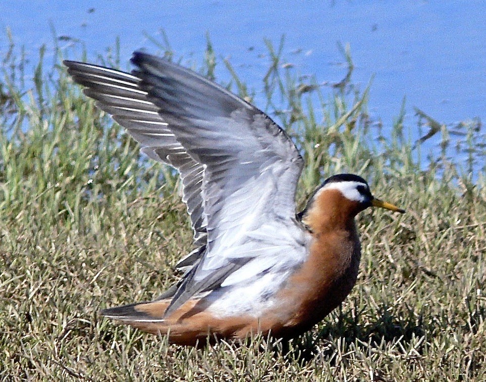 Red Phalarope - ML626628013