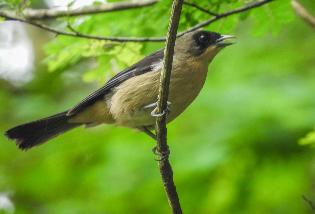 Black-goggled Tanager - ML626628016