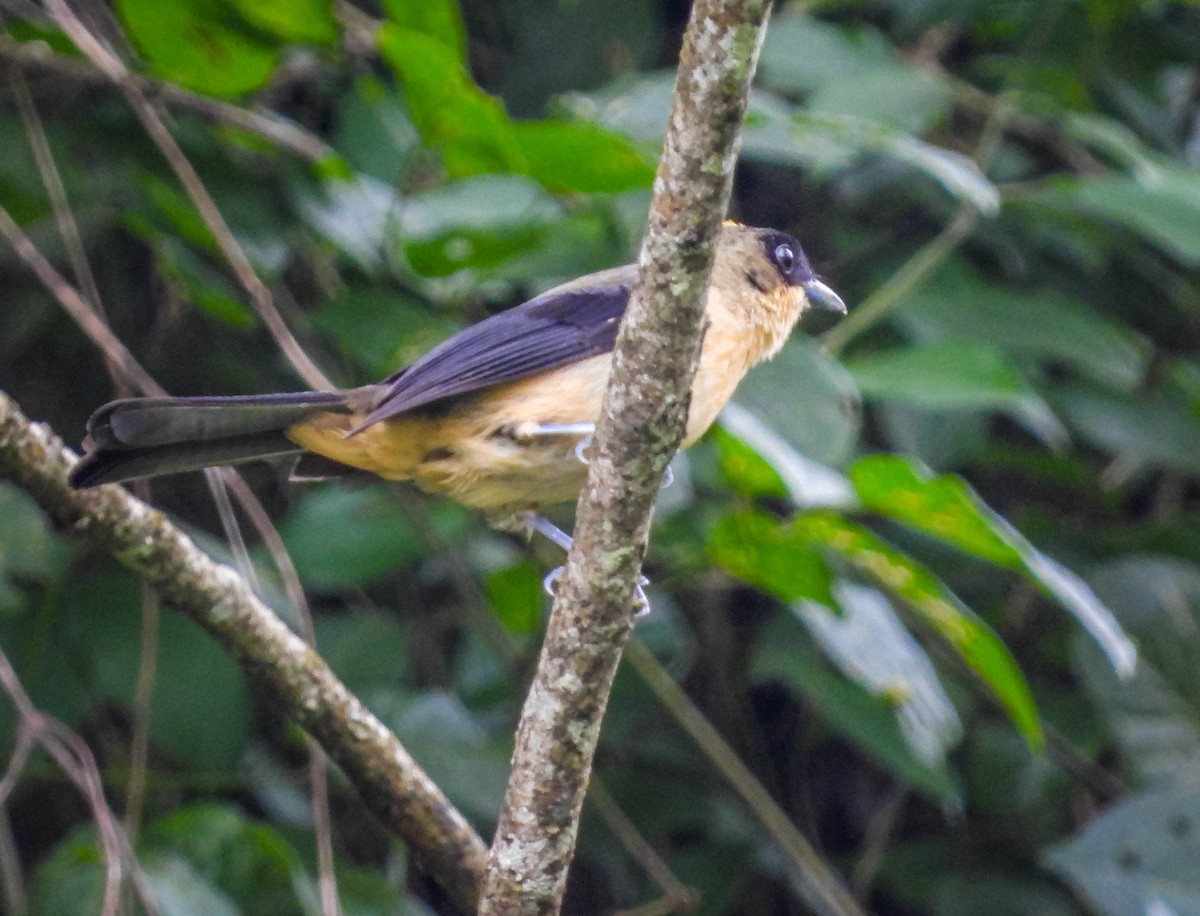 Black-goggled Tanager - ML626628017