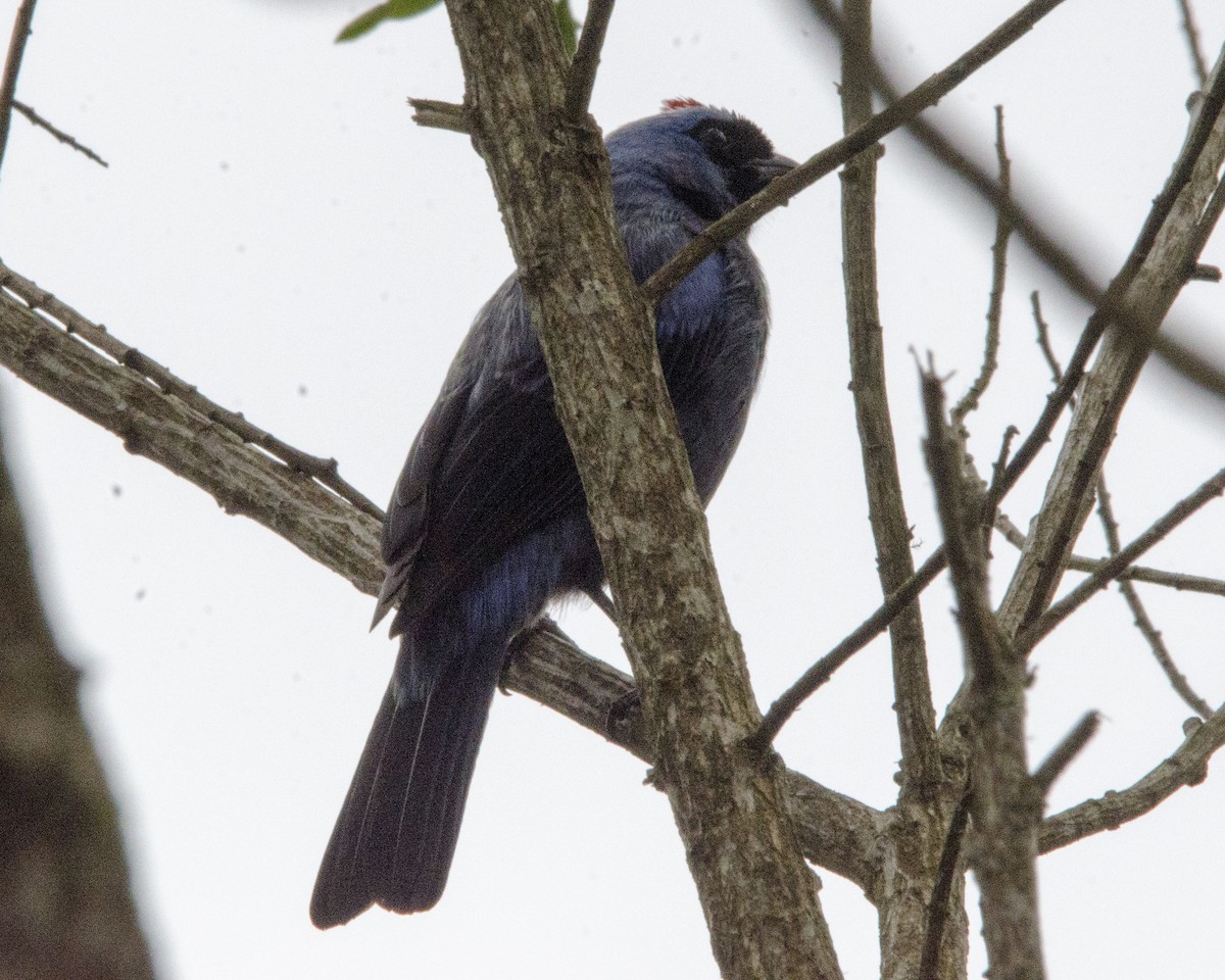 Diademed Tanager - ML626628018