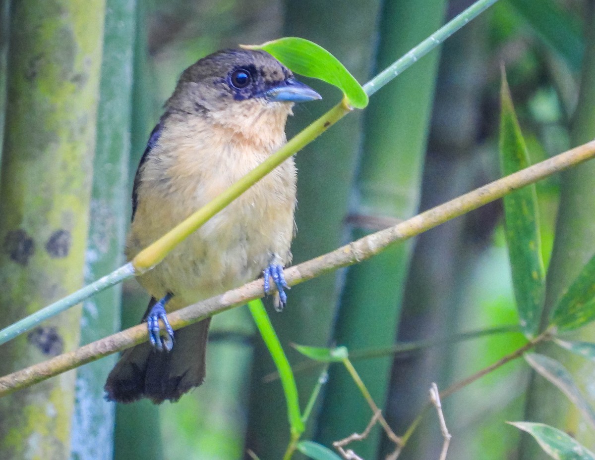 Black-goggled Tanager - ML626628019