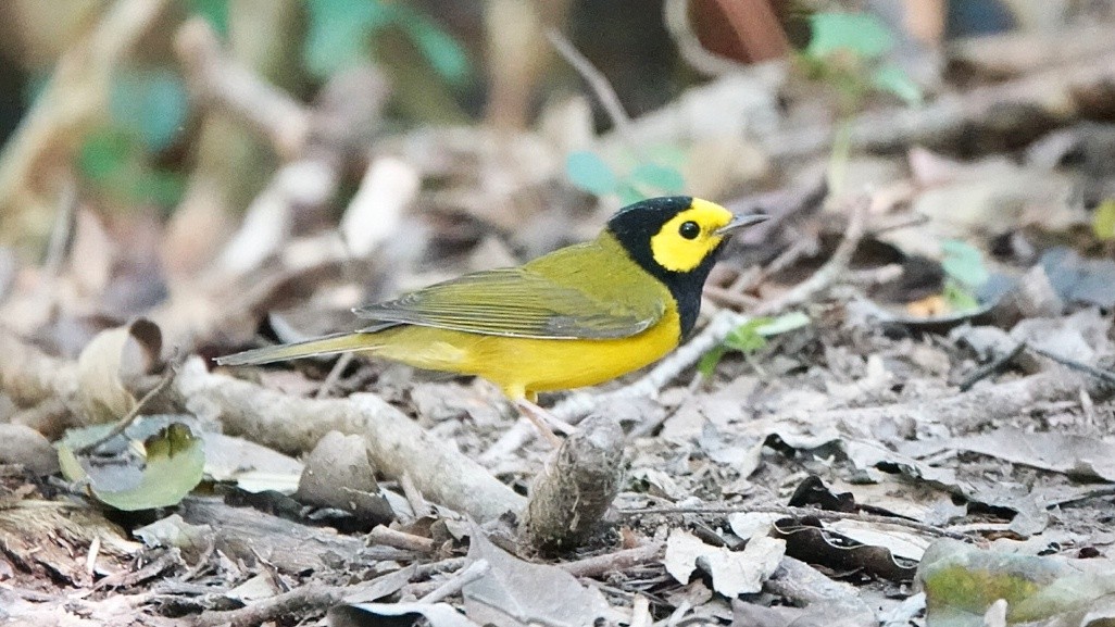 Hooded Warbler - ML626628020