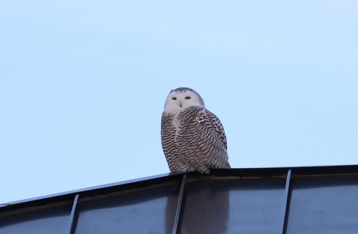 Snowy Owl - ML626628021