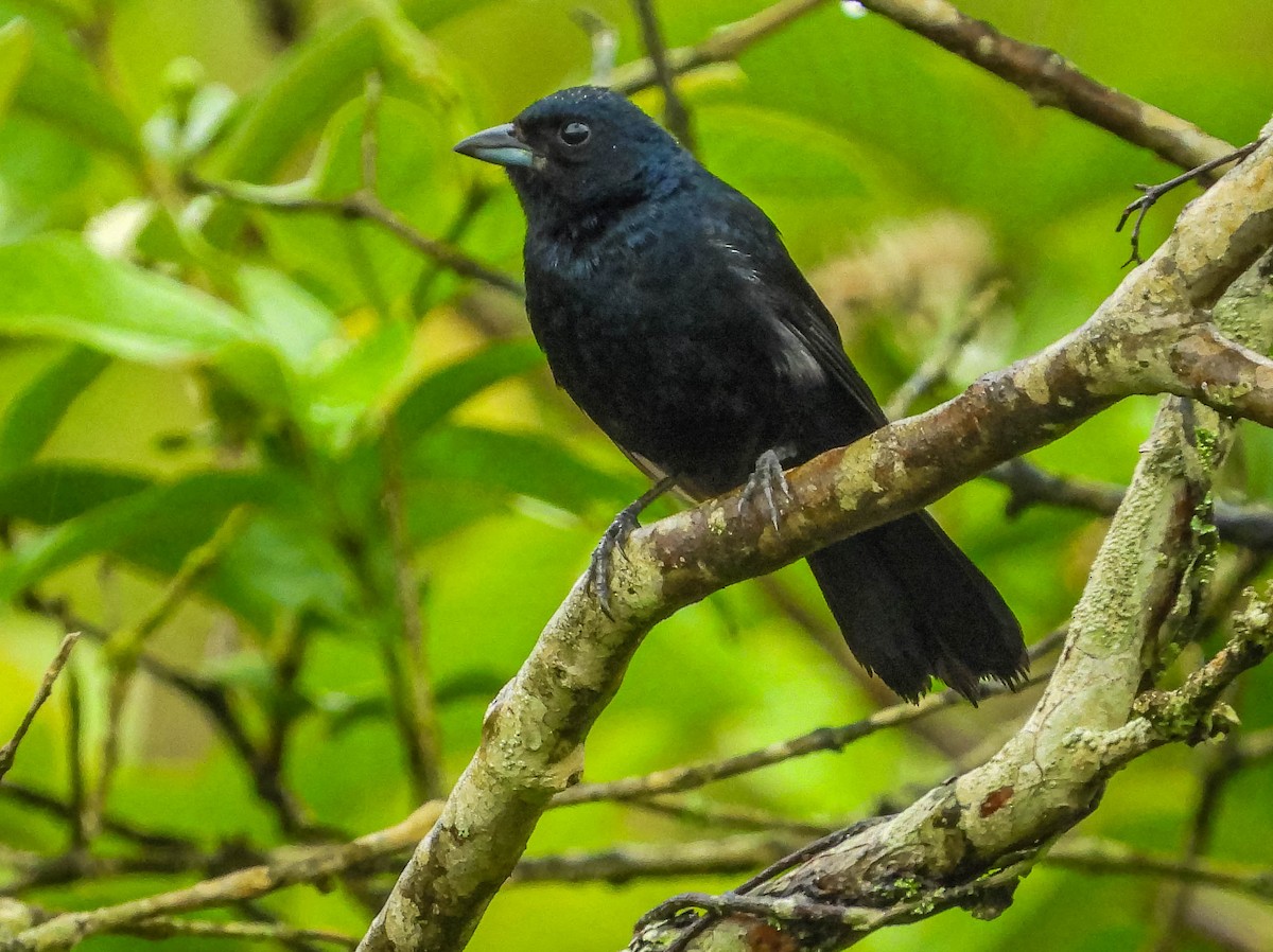 Ruby-crowned Tanager - ML626628025