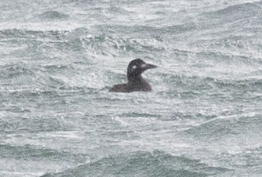 White-winged Scoter - ML626628047