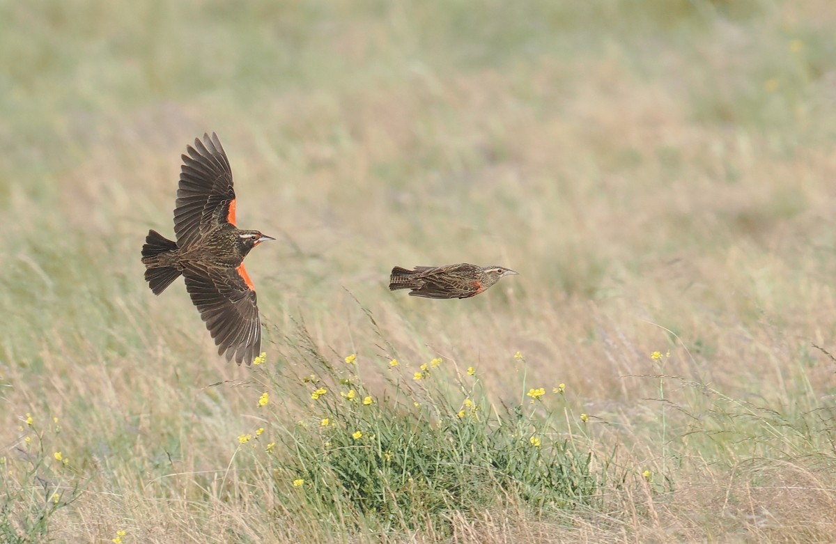 Pampas Meadowlark - ML626628049