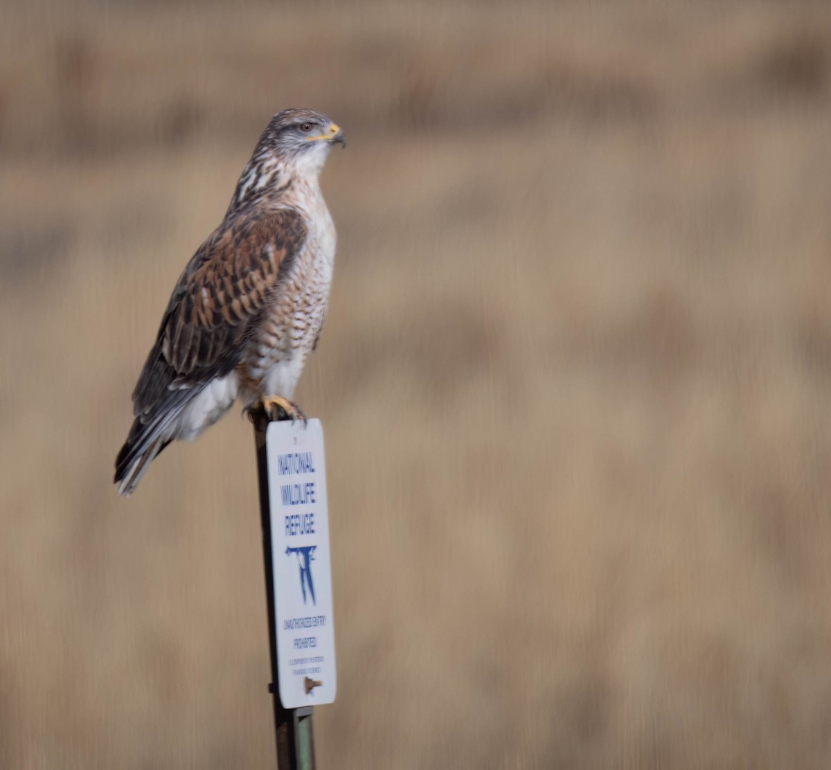 Ferruginous Hawk - ML626628089