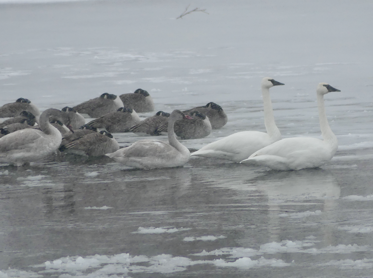 Trumpeter Swan - ML626628090