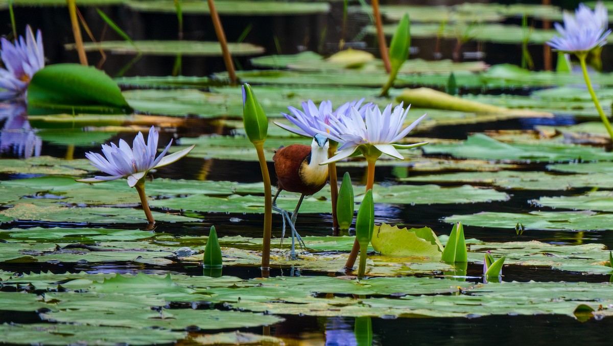 African Jacana - ML626628091