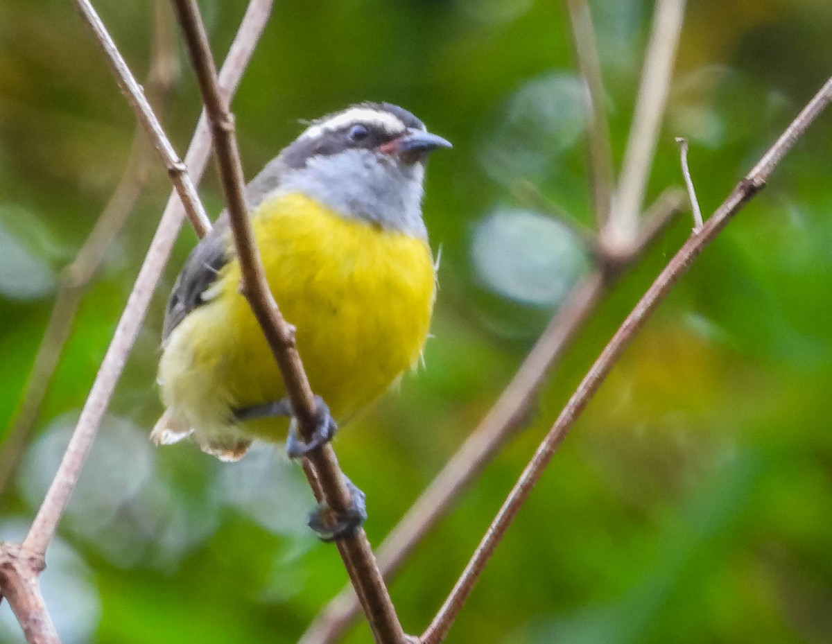 Bananaquit - ML626628092