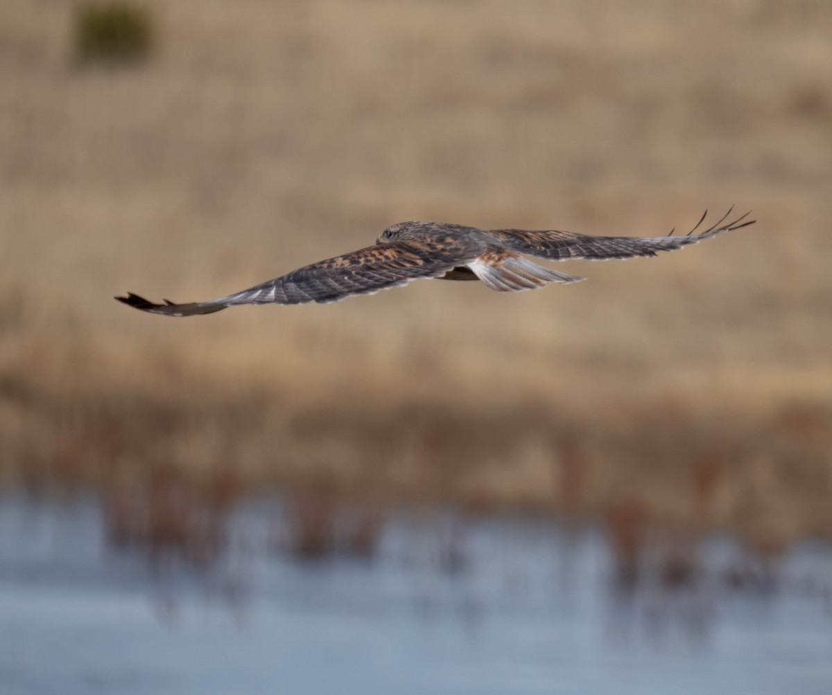 Ferruginous Hawk - ML626628093