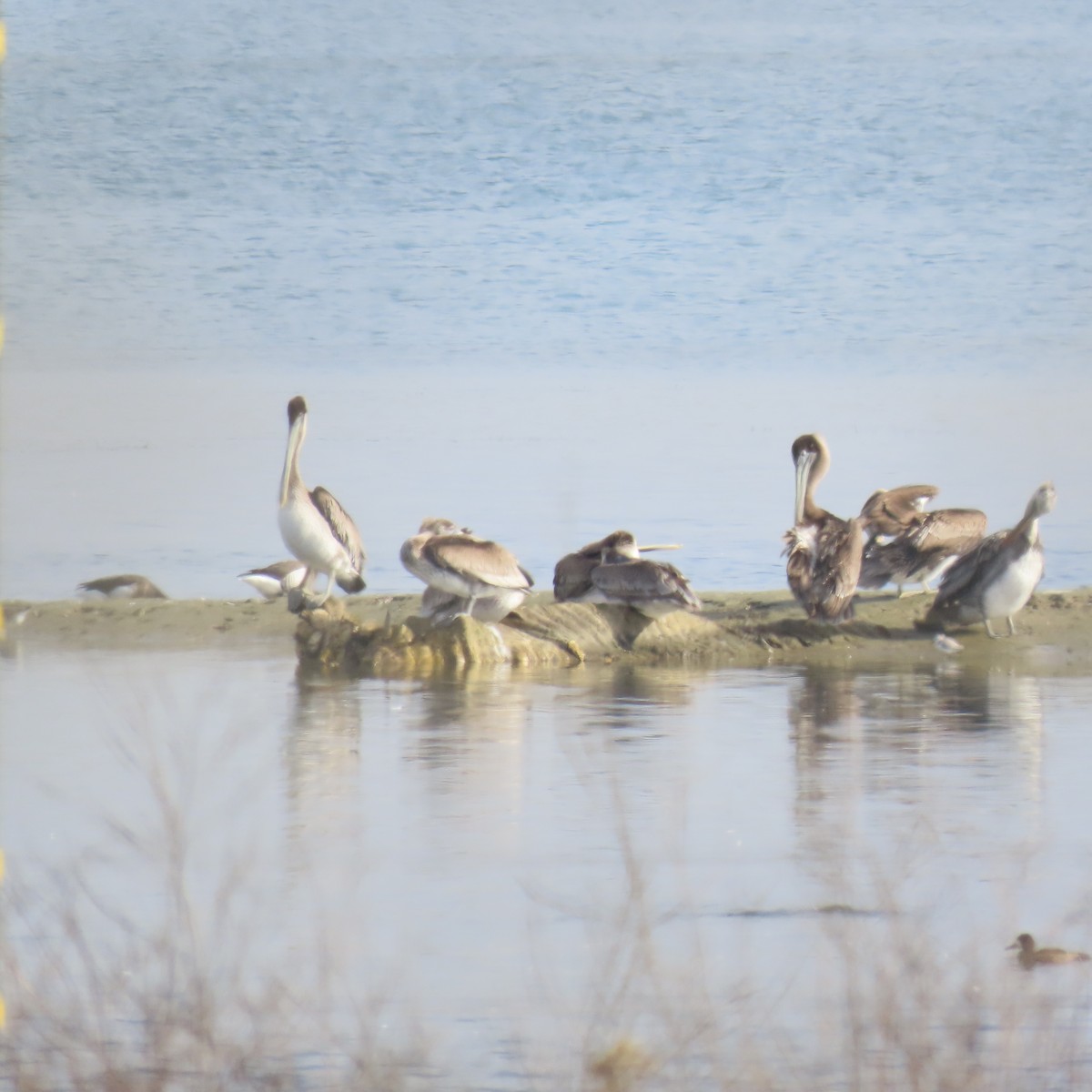 Brown Pelican - ML626628094