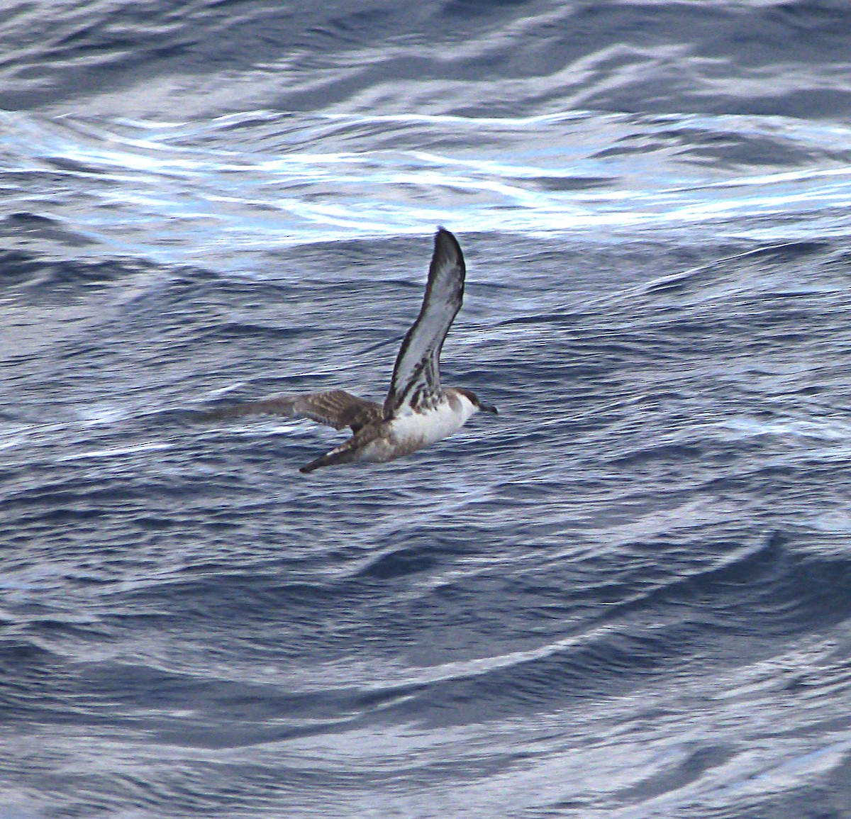 Great Shearwater - ML626628095