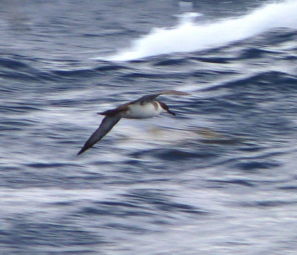 Great Shearwater - ML626628097