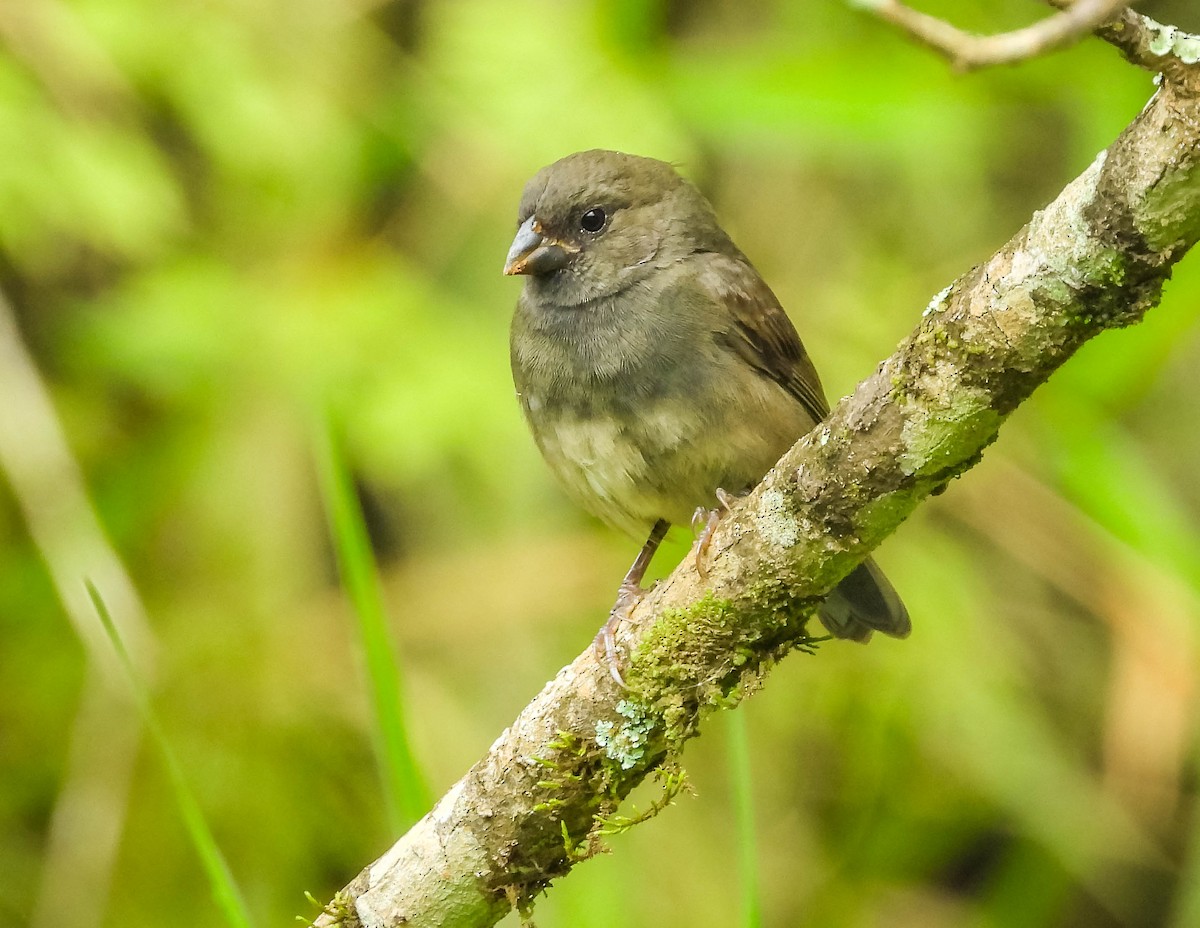 Sooty Grassquit - ML626628098