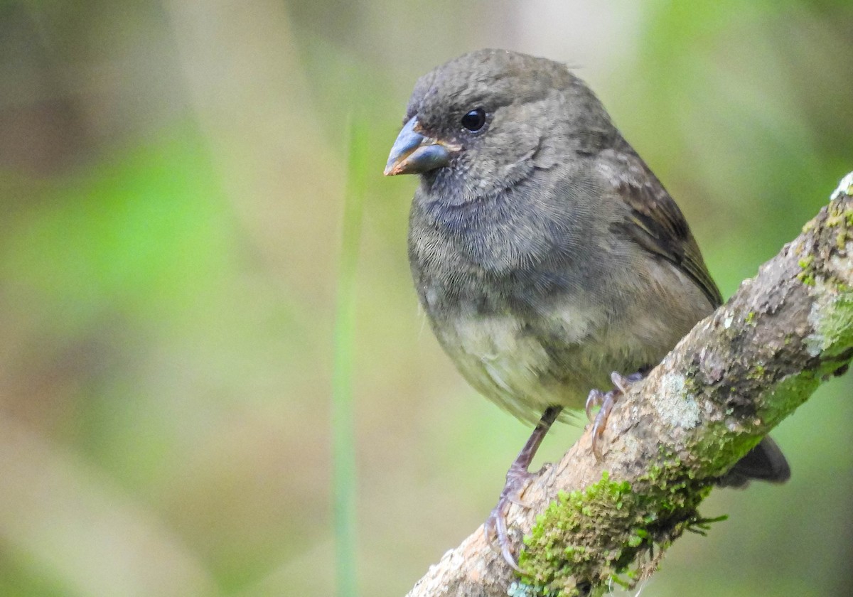 Sooty Grassquit - ML626628099