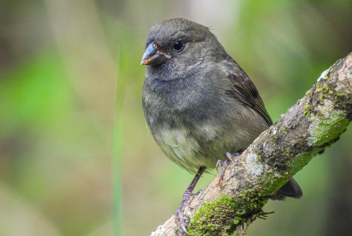 Sooty Grassquit - ML626628100