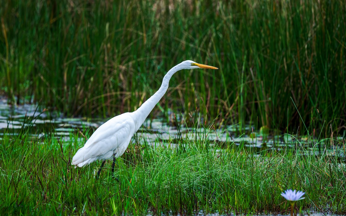 Great Egret - ML626628101