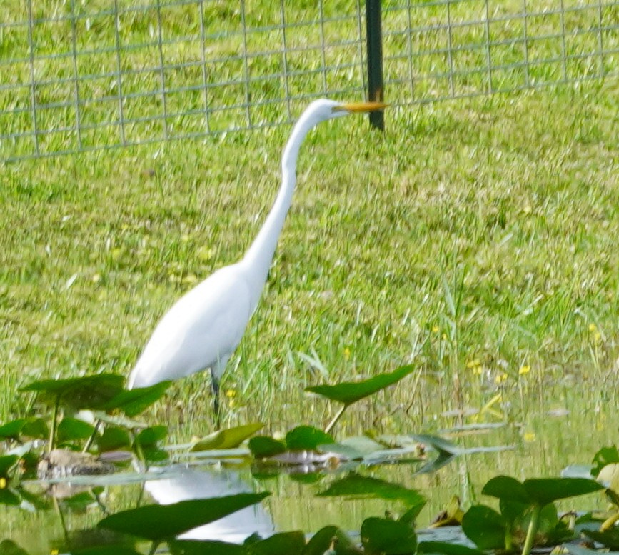 Great Egret - ML626628103