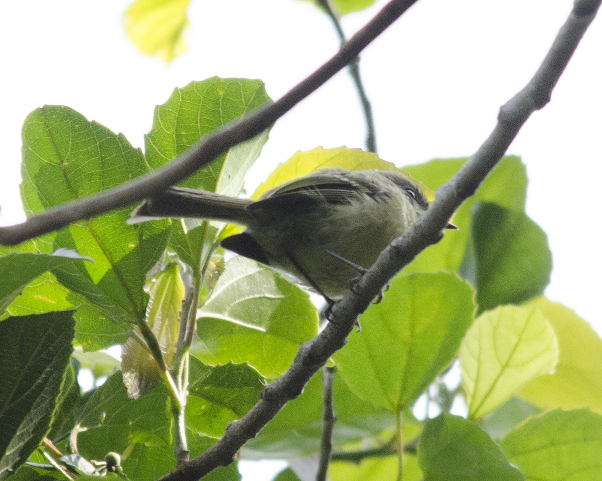 Mottle-cheeked Tyrannulet - ML626628104