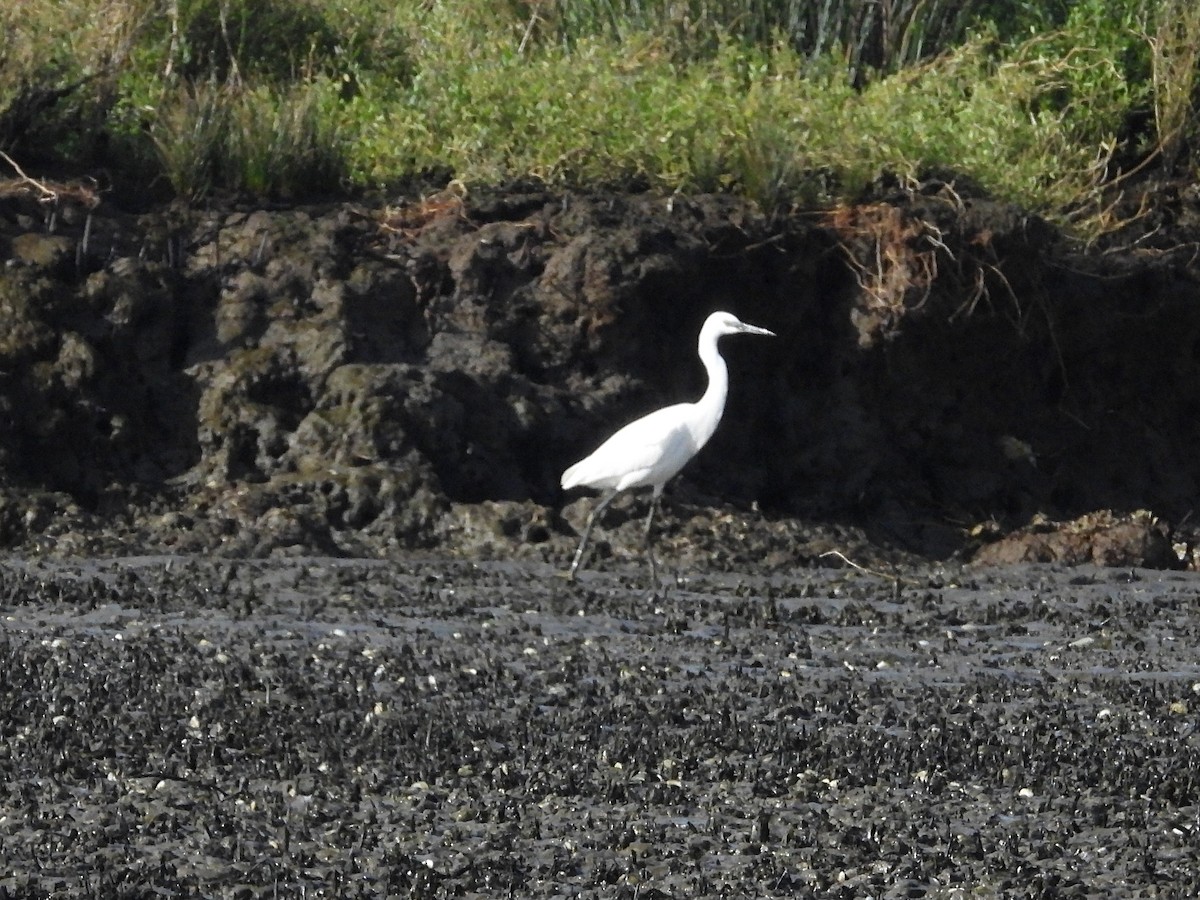 Little Egret - ML626628106