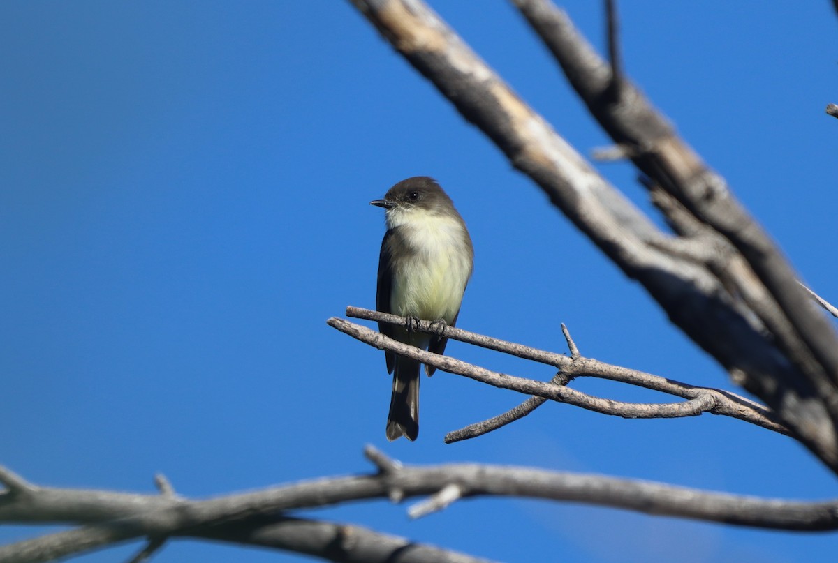 Eastern Phoebe - ML626628109