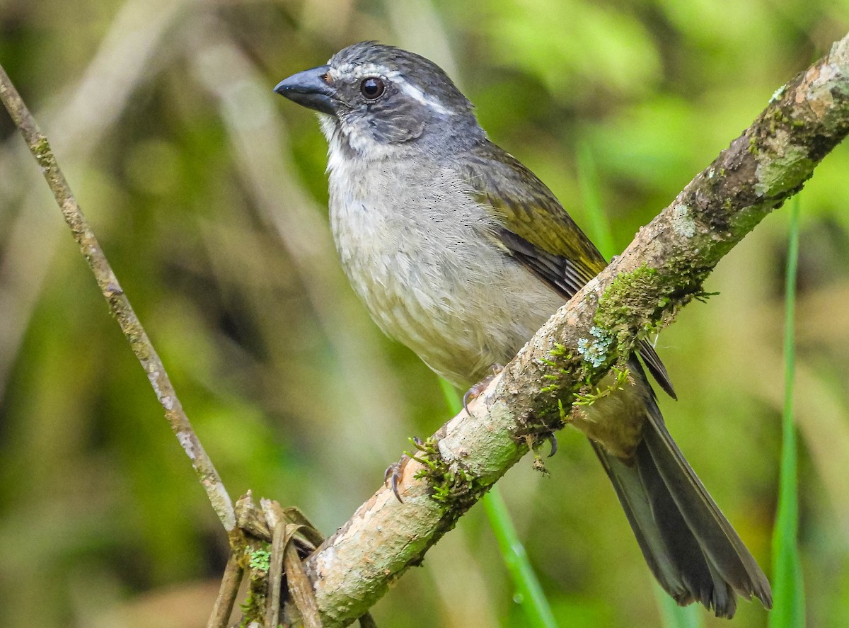 Green-winged Saltator - ML626628110