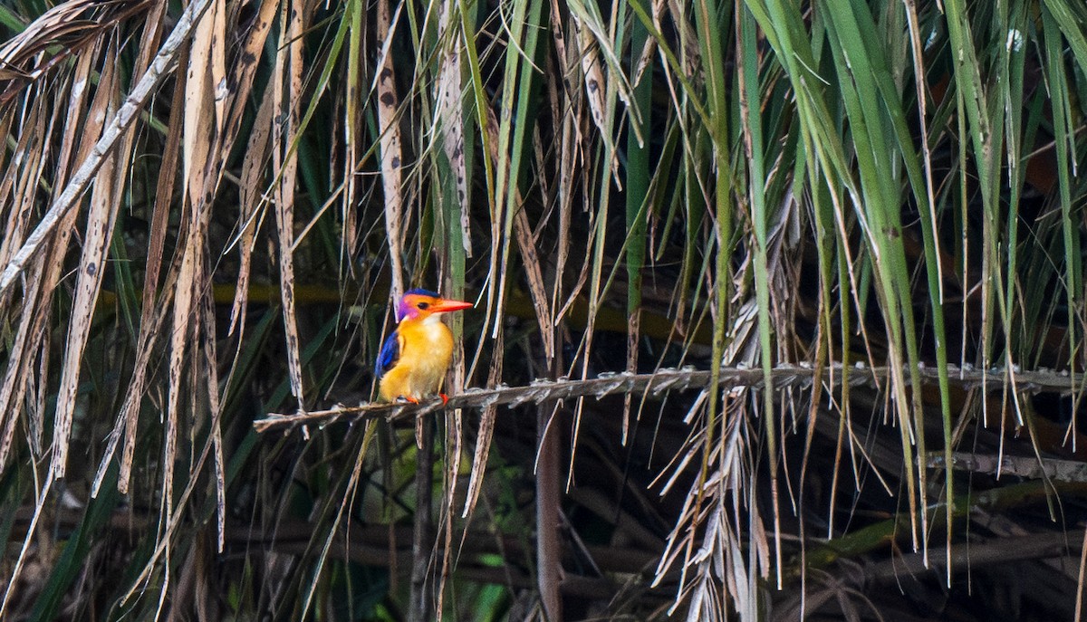 African Pygmy Kingfisher - ML626628113