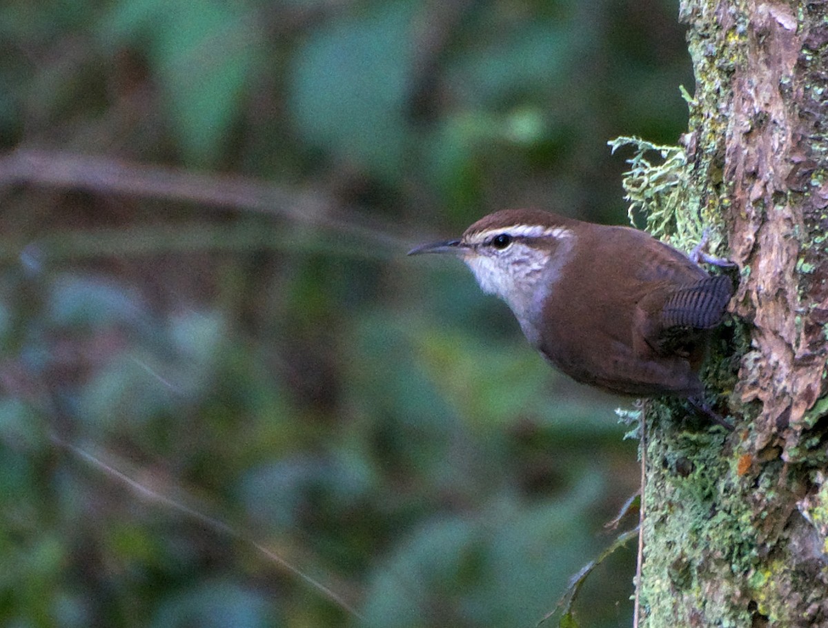 Bewick's Wren - ML626628118